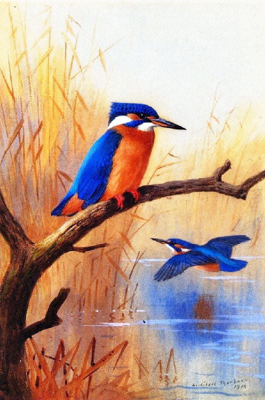 A Pair Of Kingfishers by Archibald Thorburn
