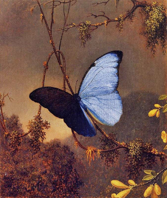 Blue Morpho Butterfly by Martin Johnson Heade