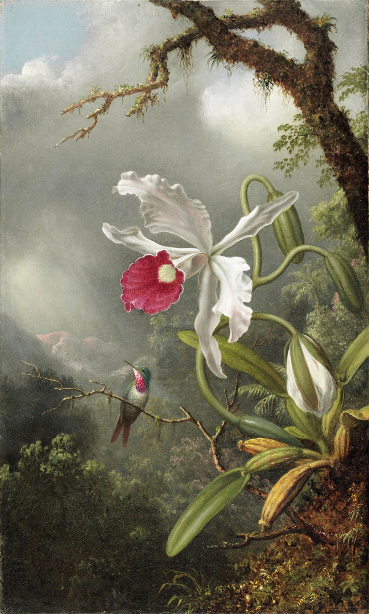 An Amethyst Hummingbird With A White Orchid by Martin Johnson Heade