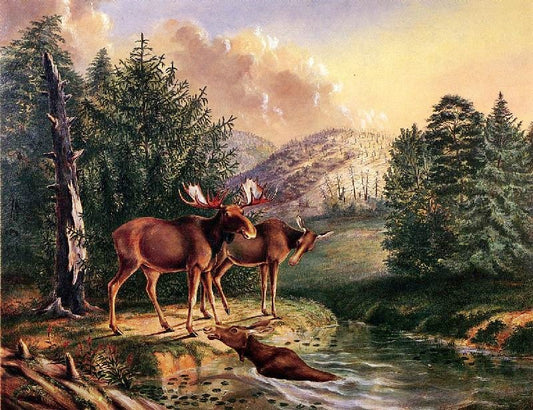 Moose In Maine by Titian Ramsey Peale II