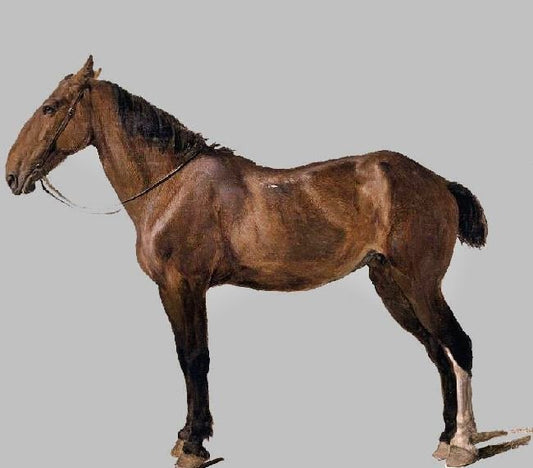 Horse by Jacques-Laurent Agasse