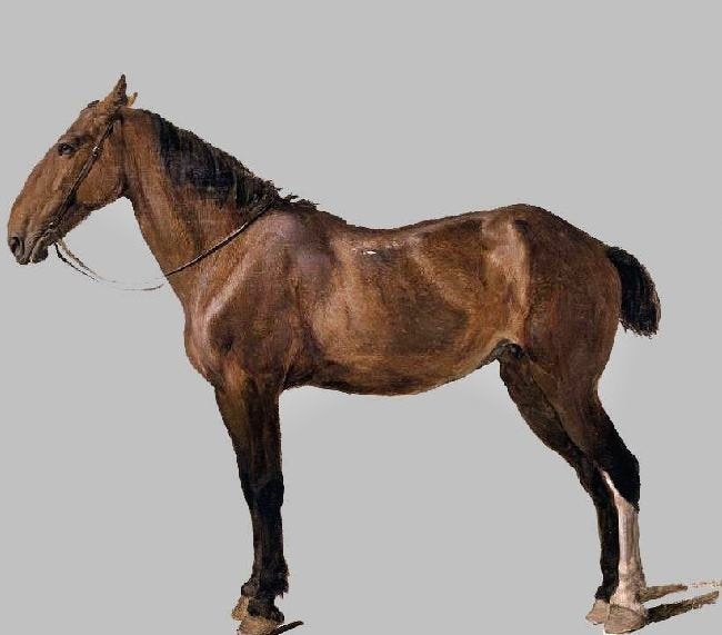 Horse by Jacques-Laurent Agasse