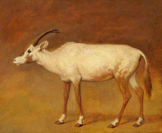 White Antelope by Jacques-Laurent Agasse