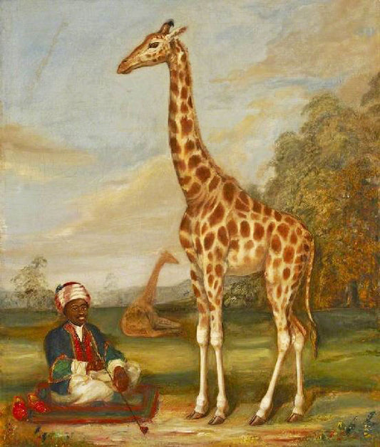 Two Giraffes With A Seated Indian Attendant In A Savannah Landscape by Jacques-Laurent Agasse