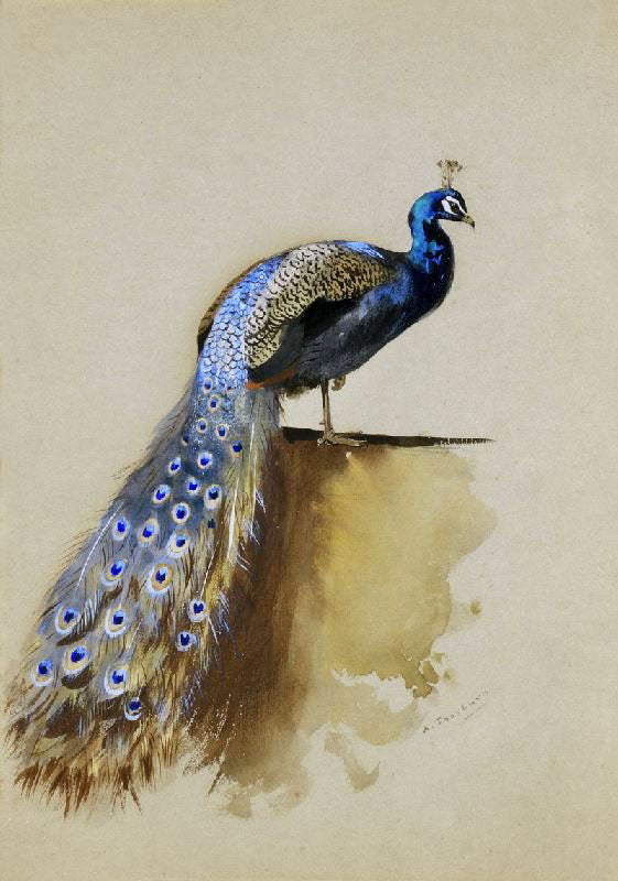 A Peacock by Archibald Thorburn