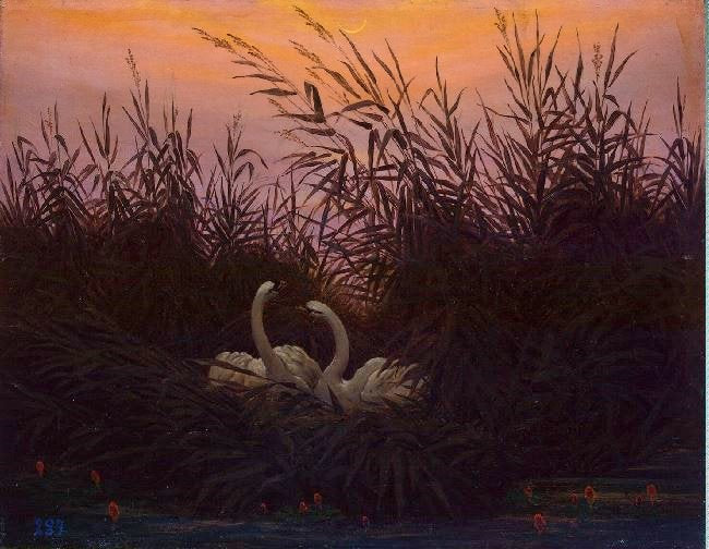 Swans In The Reeds by Caspar David Friedrich