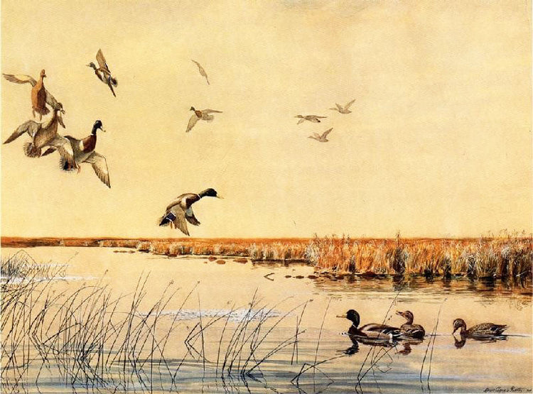 Coming In by Louis Agassiz Fuertes