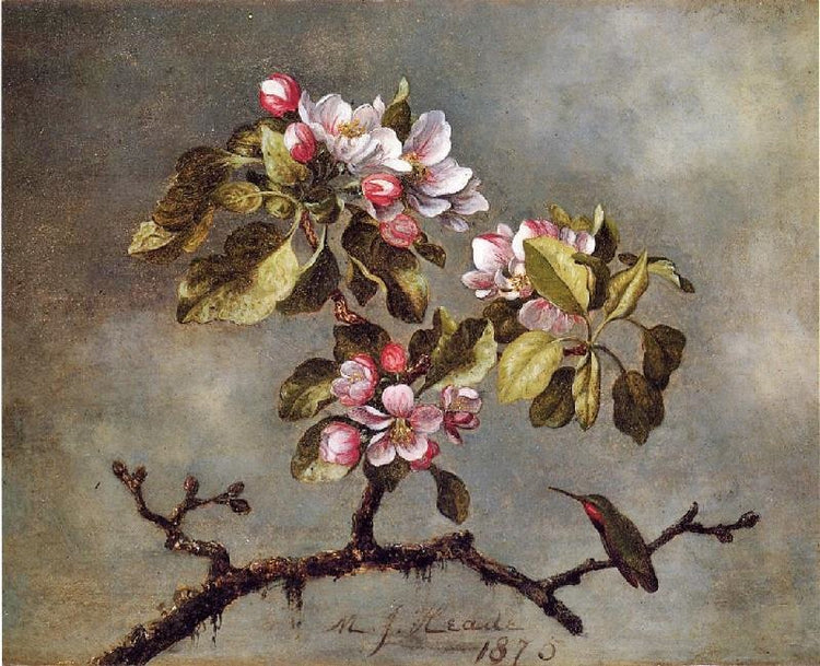 Apple Blossoms And Hummingbird by Martin Johnson Heade