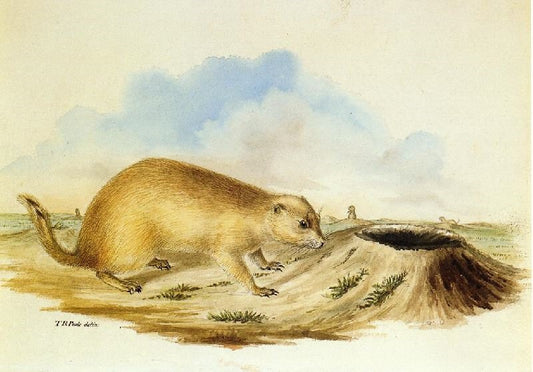 Prairie Dog by Titian Ramsey Peale II
