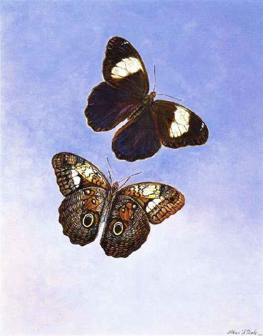 Caligo Martia, Butterflies by Titian Ramsey Peale II