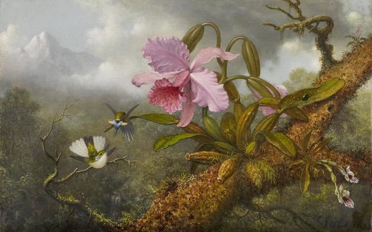 Cattleya Orchid, Two Hummingbirds And A Beetle by Martin Johnson Heade