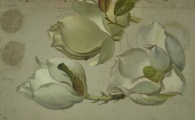 Study Of Three Magnolia Blossoms by Martin Johnson Heade
