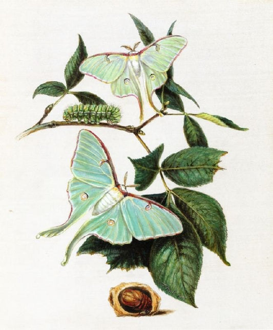 Green Moths by Titian Ramsey Peale II