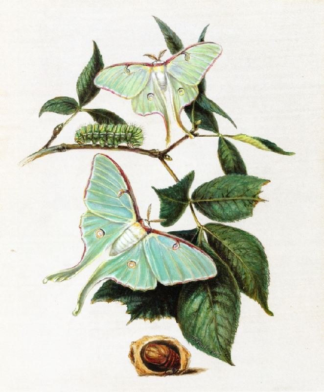 Green Moths by Titian Ramsey Peale II
