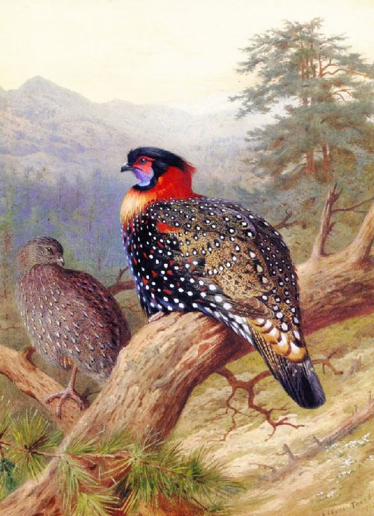 A Pair Of Western Traopans by Archibald Thorburn