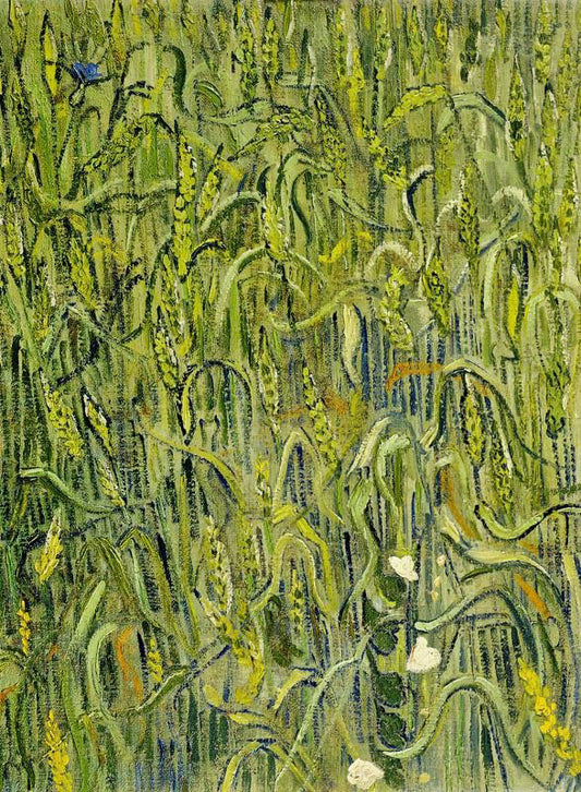 Ears Of Wheat by Vincent van Gogh