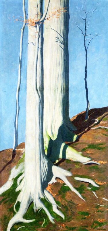 Trunks Of Beeches by Hans Emmenegger