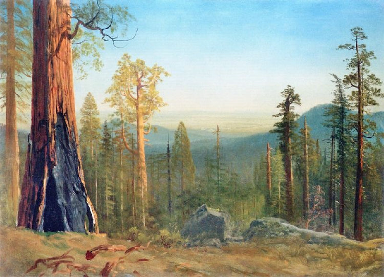 Mariposa Big Tree Grove, Yosemite by Albert Bierstadt