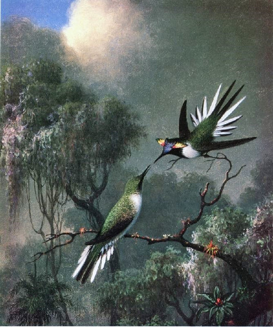Two Hummingbirds, \Sun Gems\, Heliactin Cormuta by Martin Johnson Heade