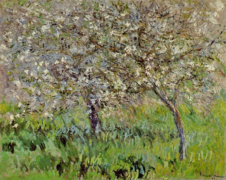 Apple Trees In Bloom At Giverny by Claude Oscar Monet