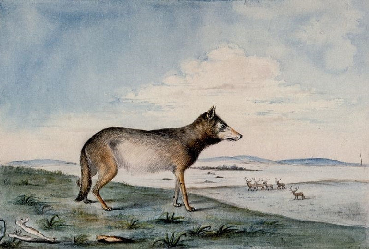 Canis Lupus by Titian Ramsey Peale II