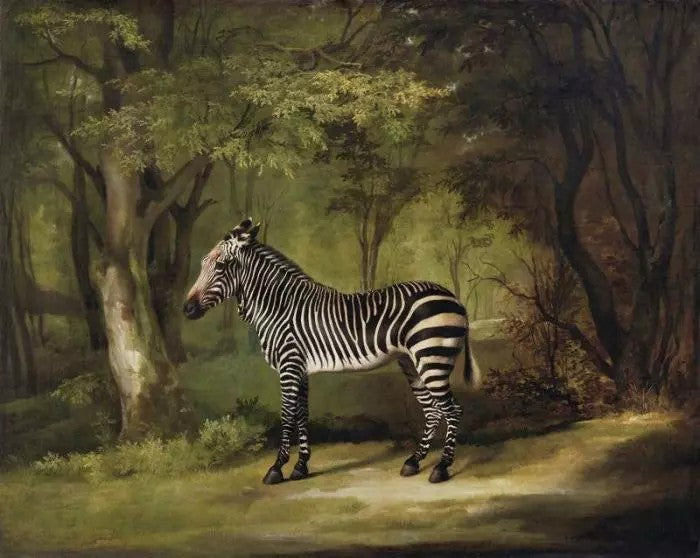 ZEBRA
