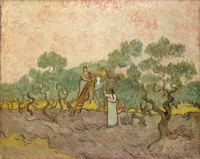 WOMEN PICKING OLIVES