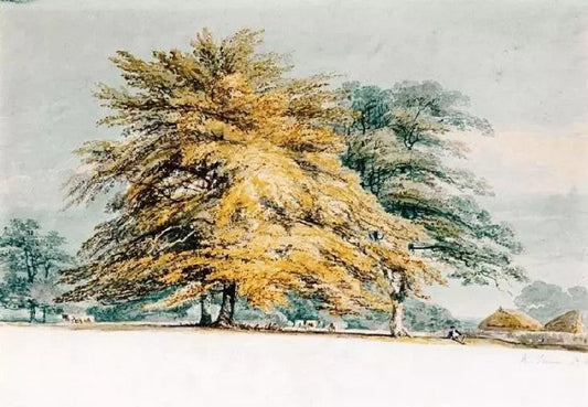 A BEECH COPSE NEAR HAYSTACKS