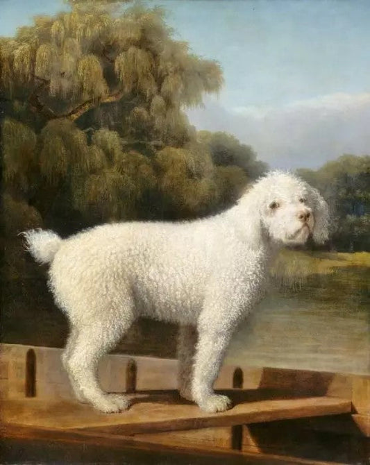 WHITE POODLE IN A PUNT