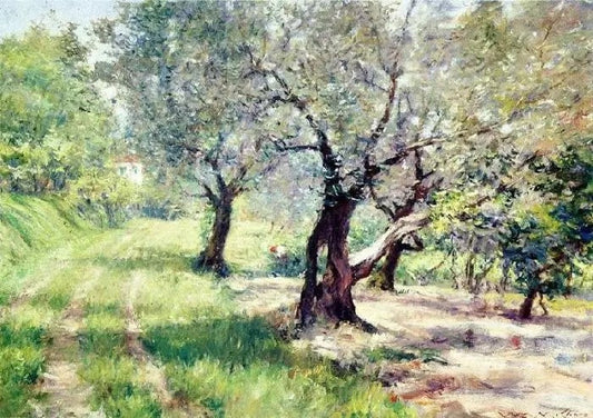 THE OLIVE GROVE