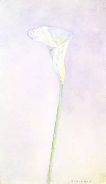 ARUM LILY