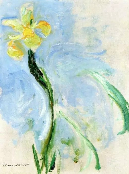 YELLOW IRIS