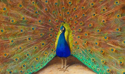 Famous Peacock Paintings