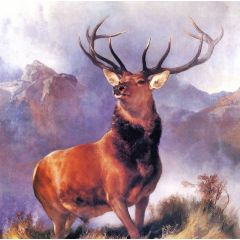Animal — featured work