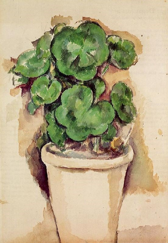 A POT OF GERANIUMS
