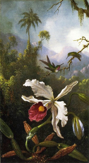 Two Hummingbirds Above A White Orchid by Martin Johnson Heade
