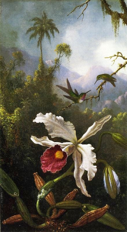 Two Hummingbirds Above A White Orchid by Martin Johnson Heade