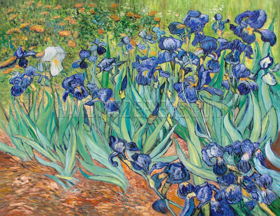 Irises by Vincent van Gogh