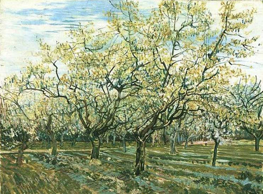 Obstgarten Mit Blühenden Aprikosenb?Umen by Vincent van Gogh