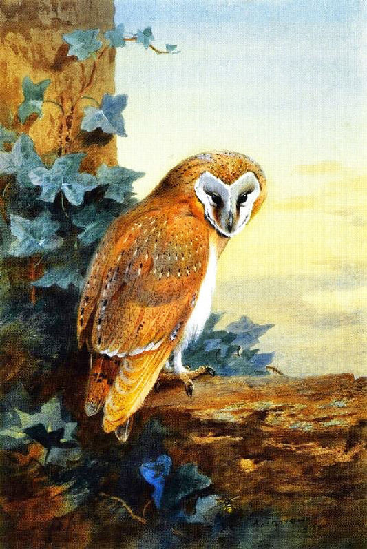 A Barn Owl by Archibald Thorburn