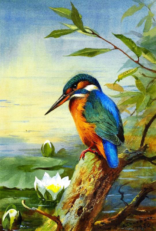 Kingfisher by Archibald Thorburn