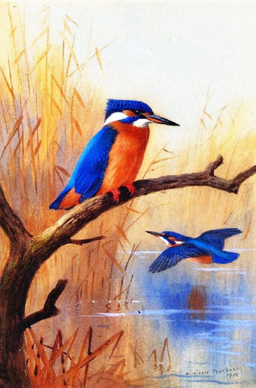 A Pair Of Kingfishers by Archibald Thorburn