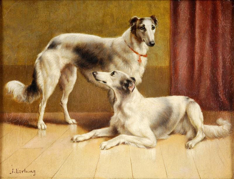 PERSIAN GREYHOUNDS