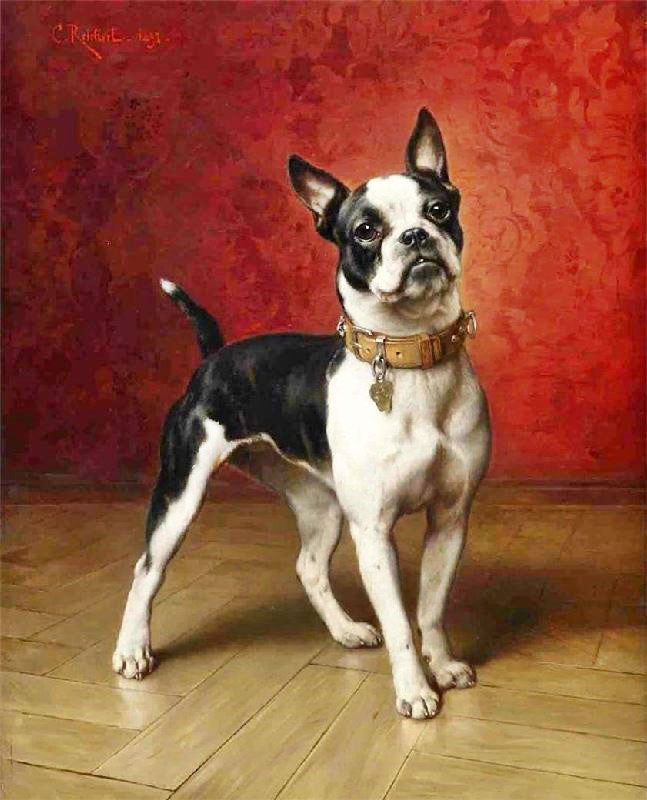 A FRENCH BULLDOG