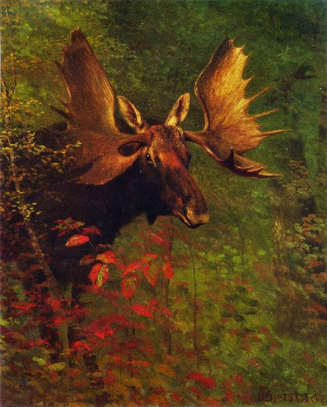 STUDY OF A MOOSE