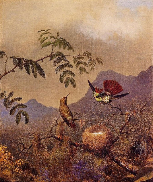 Frilled Coquette by Martin Johnson Heade