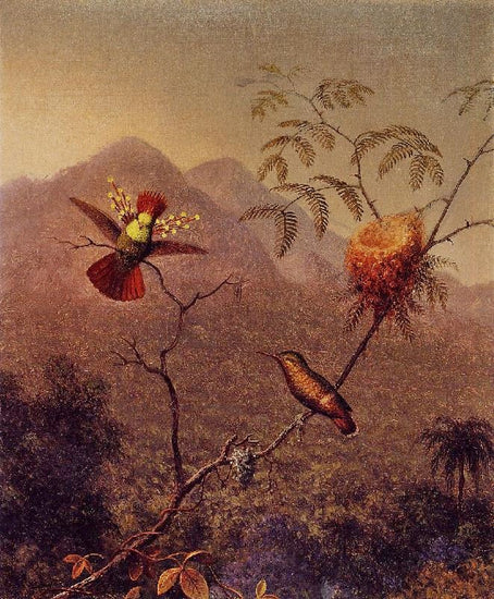 Tufted Coquette by Martin Johnson Heade