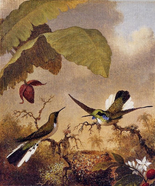 Black-Eared Fairy by Martin Johnson Heade