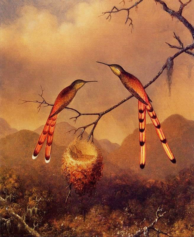 TWO HUMMINGBIRDS WITH THEIR YOUNG