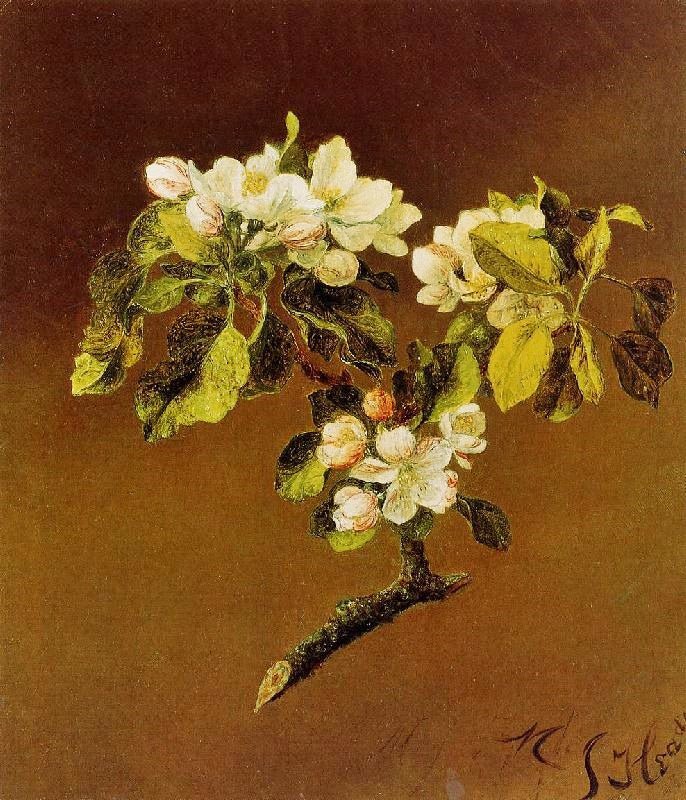 A SPRAY OF APPLE BLOSSOMS
